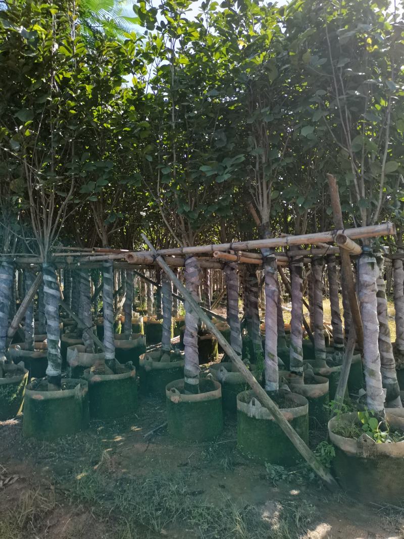 出售10-12公分荷花玉兰袋苗，需要的老板联系
