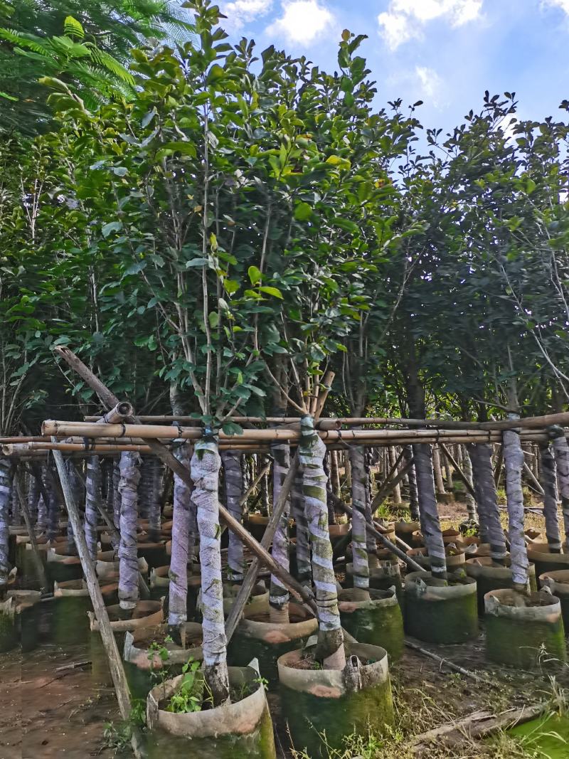 出售10-12公分荷花玉兰袋苗，需要的老板联系