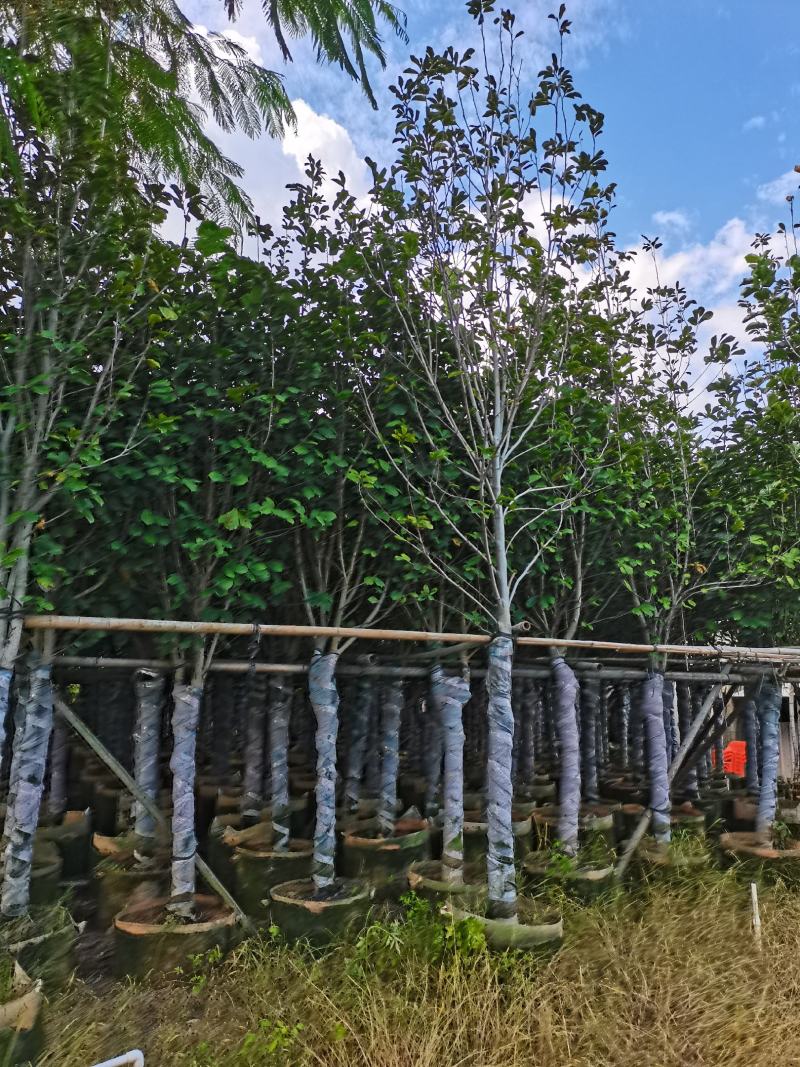 出售10-12公分荷花玉兰袋苗，需要的老板联系