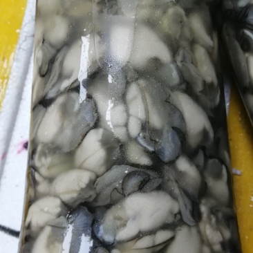 生蚝
