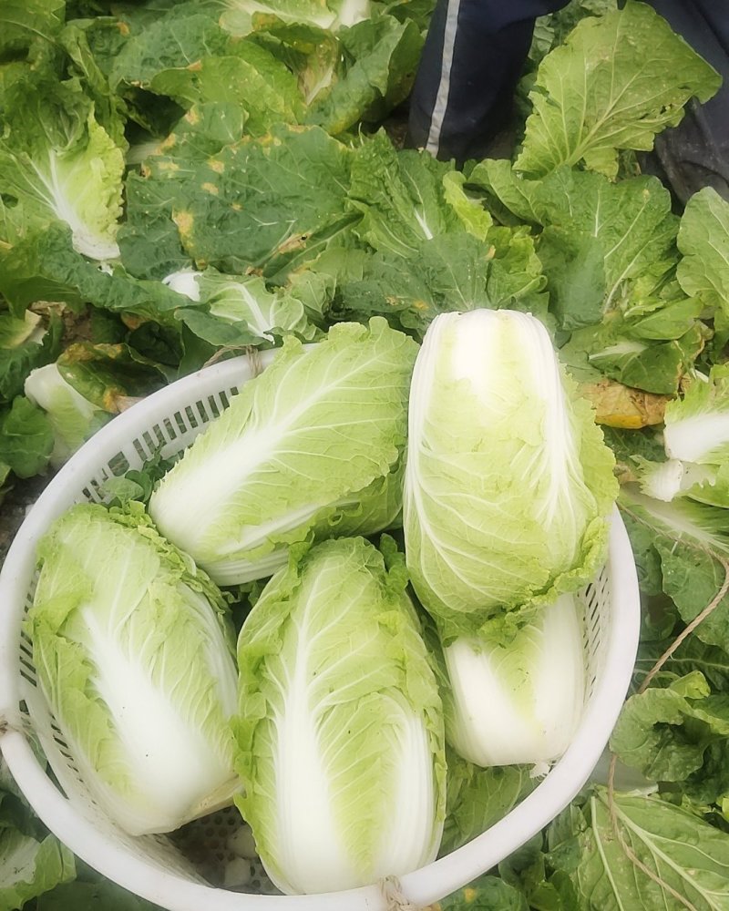 【白菜】江苏黄心白菜现砍现发可视频看货品质保证
