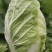 【白菜】江苏黄心白菜现砍现发可视频看货品质保证
