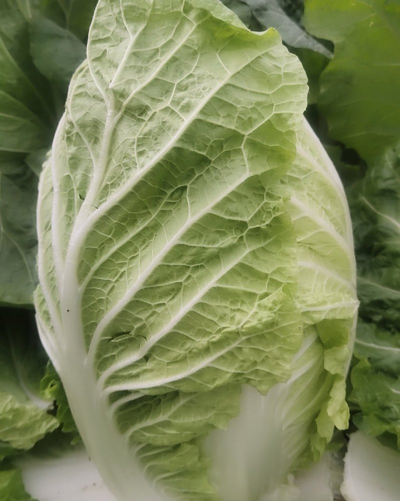 【白菜】江苏黄心白菜现砍现发可视频看货品质保证