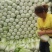 【白菜】江苏黄心白菜现砍现发可视频看货品质保证