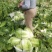 【白菜】江苏黄心白菜现砍现发可视频看货品质保证