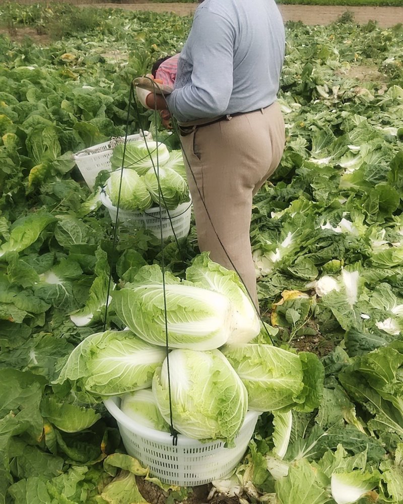 【白菜】江苏黄心白菜现砍现发可视频看货品质保证