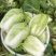 【白菜】江苏黄心白菜现砍现发可视频看货品质保证