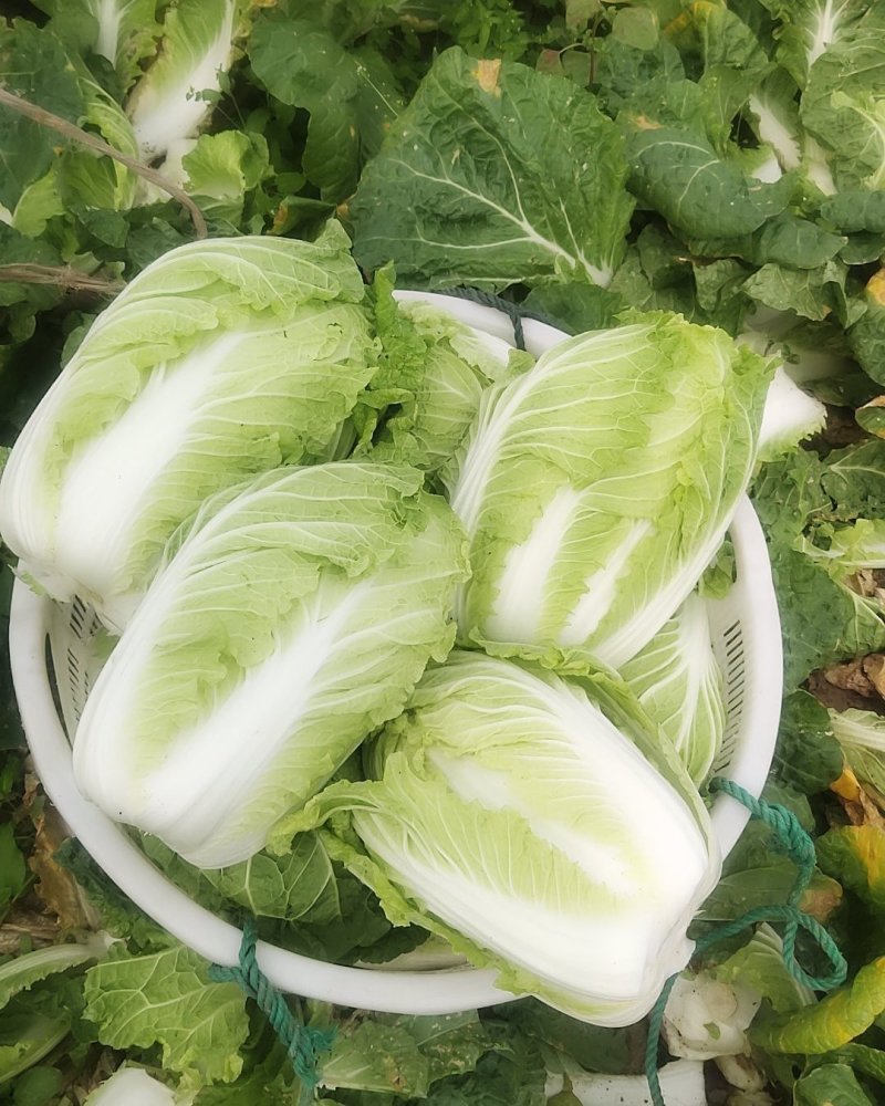 【白菜】江苏黄心白菜现砍现发可视频看货品质保证