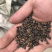 糜子精选净粮批发糜子糯米大黄米保质保量量大更优！