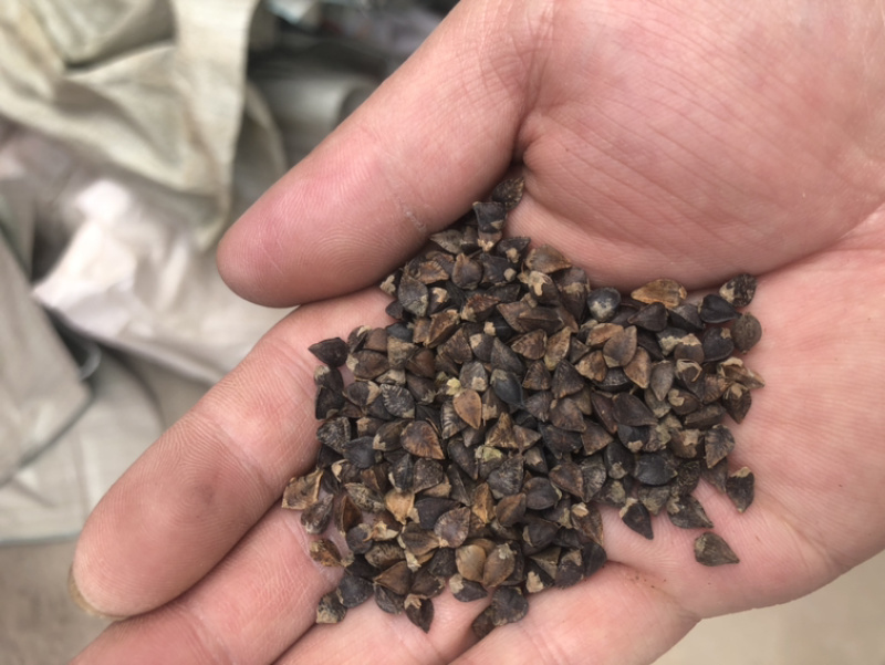 糜子精选净粮批发糜子糯米大黄米保质保量量大更优！