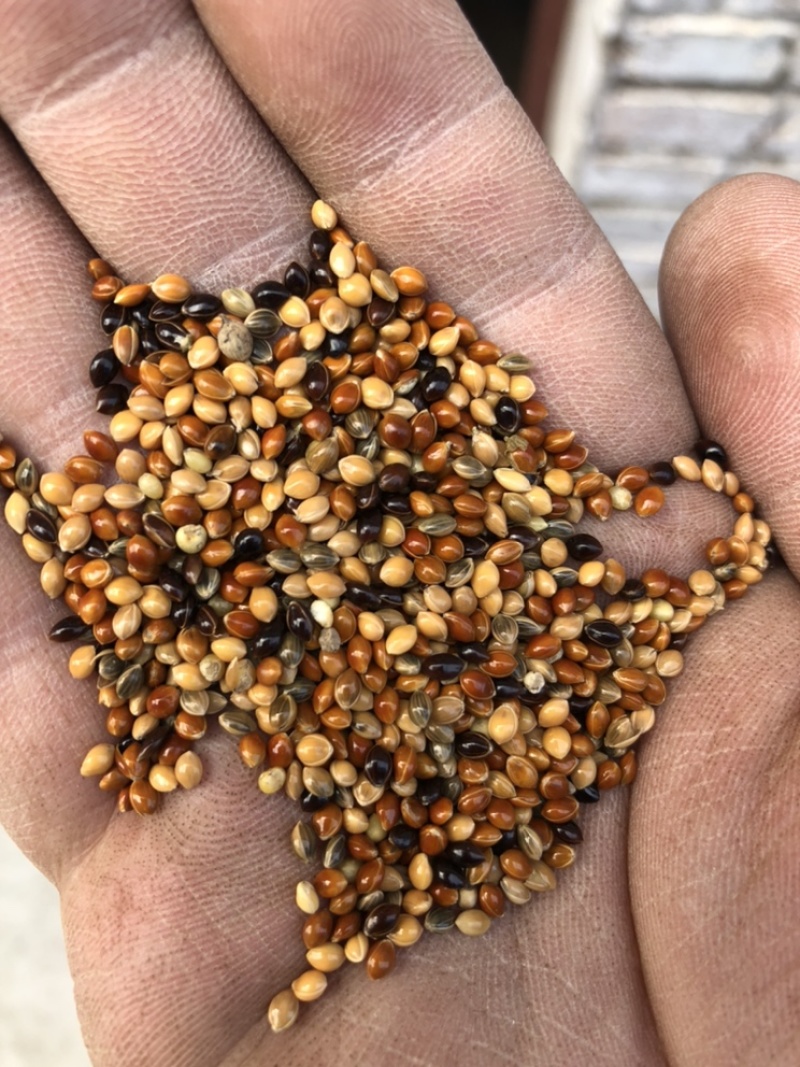 糜子精选净粮批发糜子糯米大黄米保质保量量大更优！