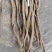 川牛膝，大量供应干货，精品，统货…………