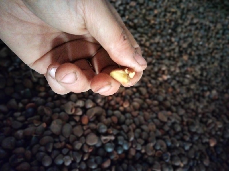 干油茶籽，精品小籽出售。