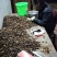 干油茶籽，精品小籽出售。
