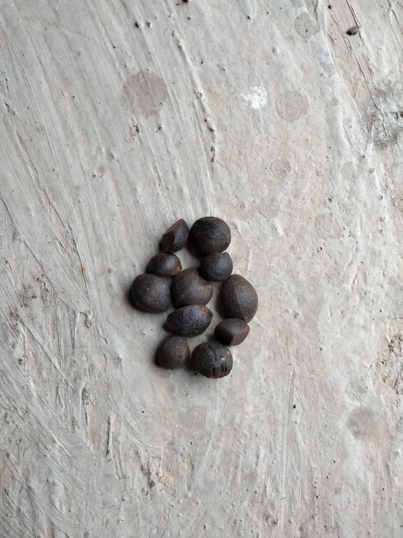 干油茶籽，精品小籽出售。