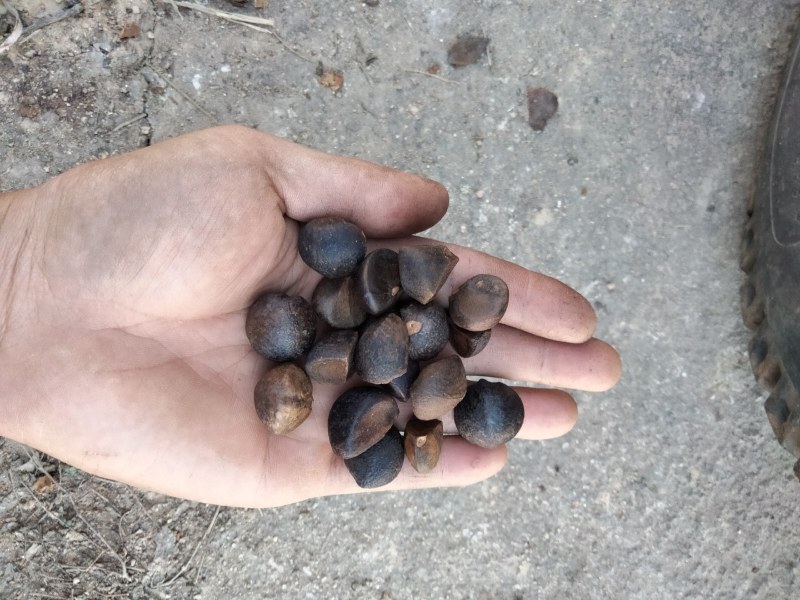 干油茶籽，精品小籽出售。