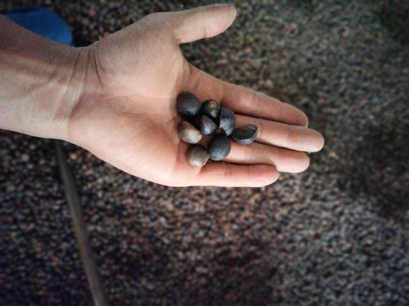 干油茶籽，精品小籽出售。