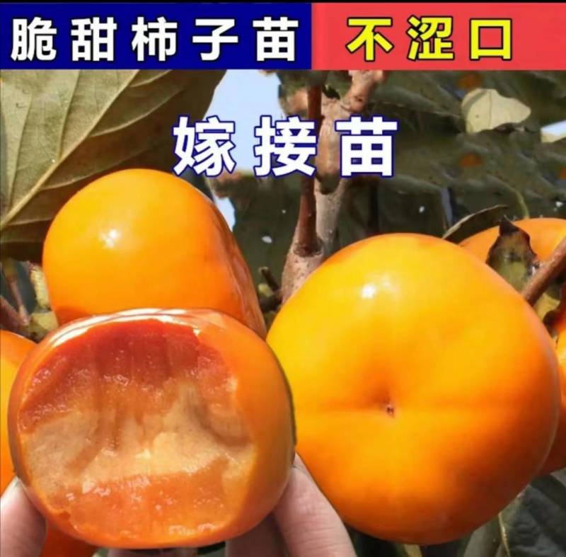 柿子树苗脆甜柿子，阳丰，富有，牛心，磨盘，甜次郎柿子包邮