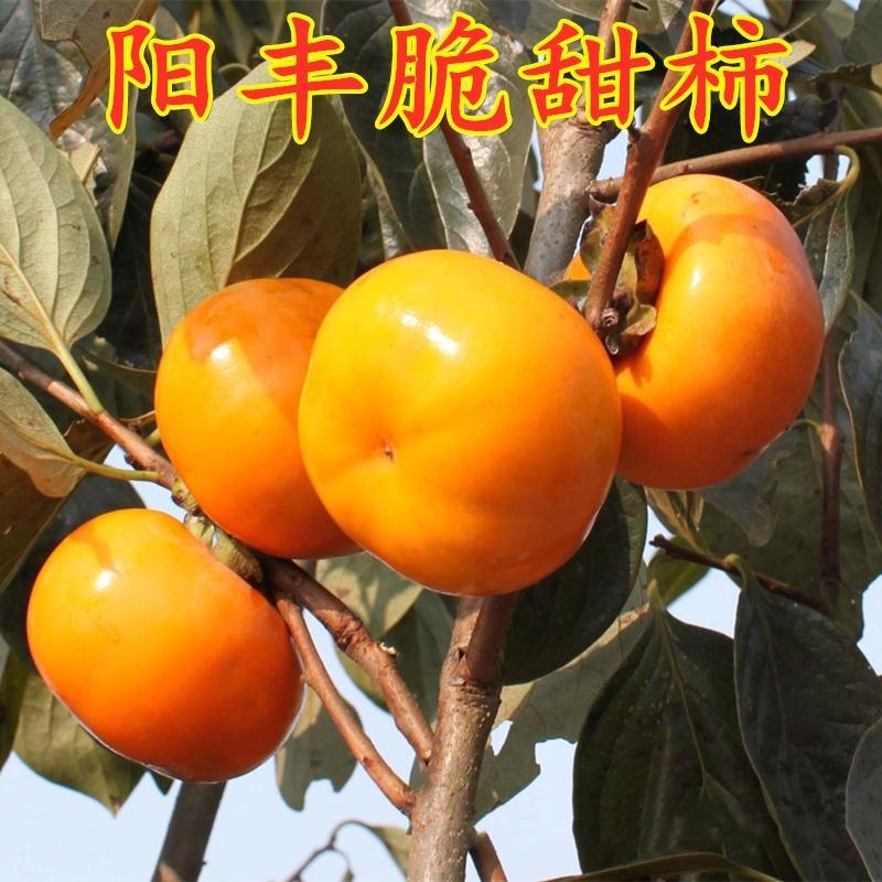 柿子树苗脆甜柿子，阳丰，富有，牛心，磨盘，甜次郎柿子包邮