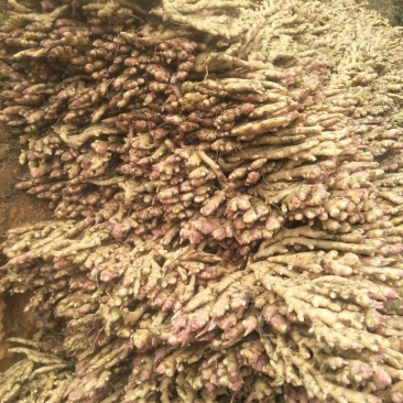 广西柳州瑶山香辣火姜，新老姜20年