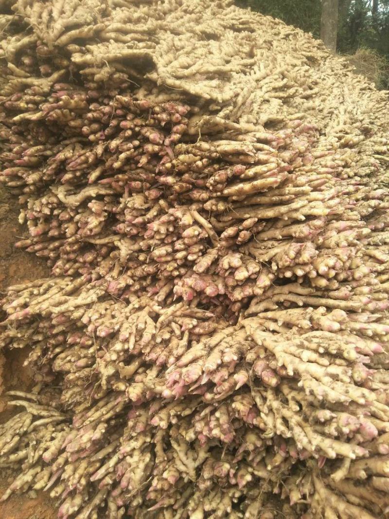 广西柳州瑶山香辣火姜，新老姜20年