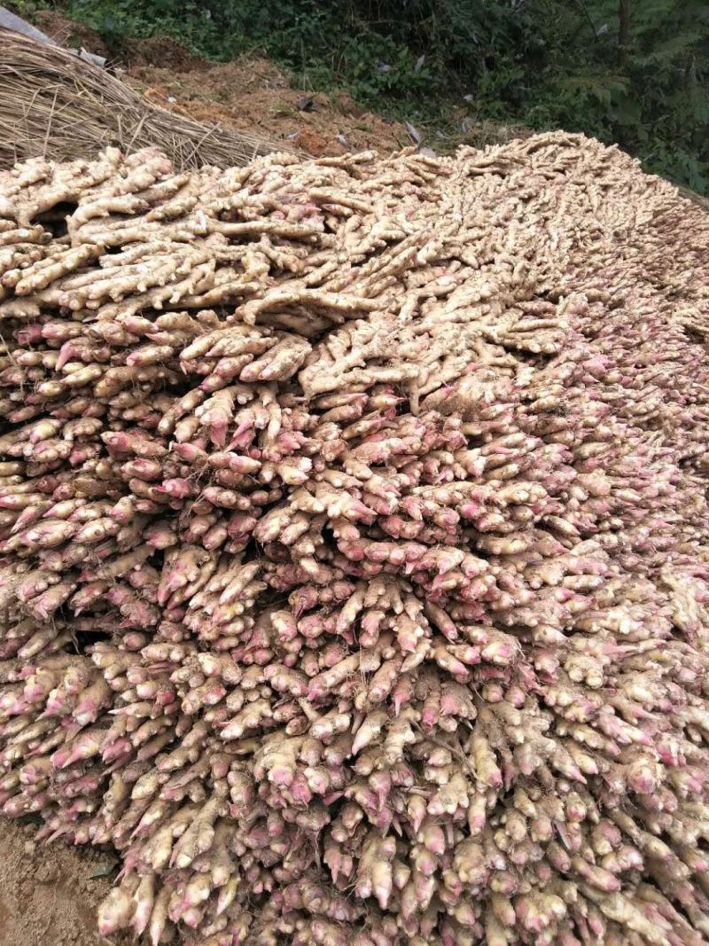 广西柳州瑶山香辣火姜，新老姜20年