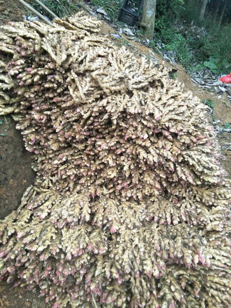 广西柳州瑶山香辣火姜，新老姜20年