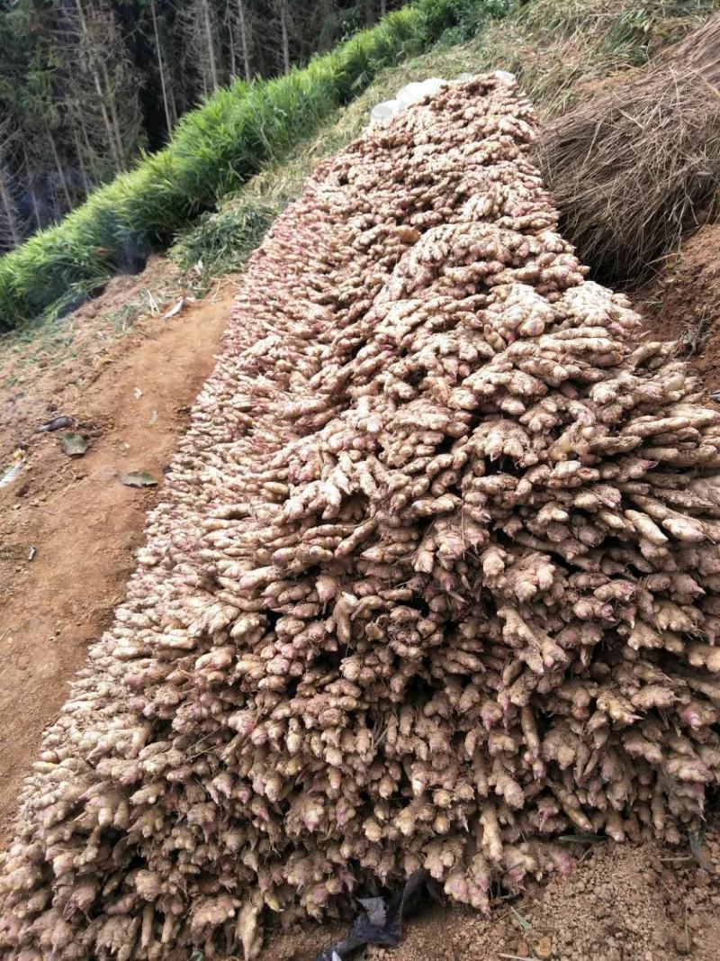 广西柳州瑶山香辣火姜，新老姜20年