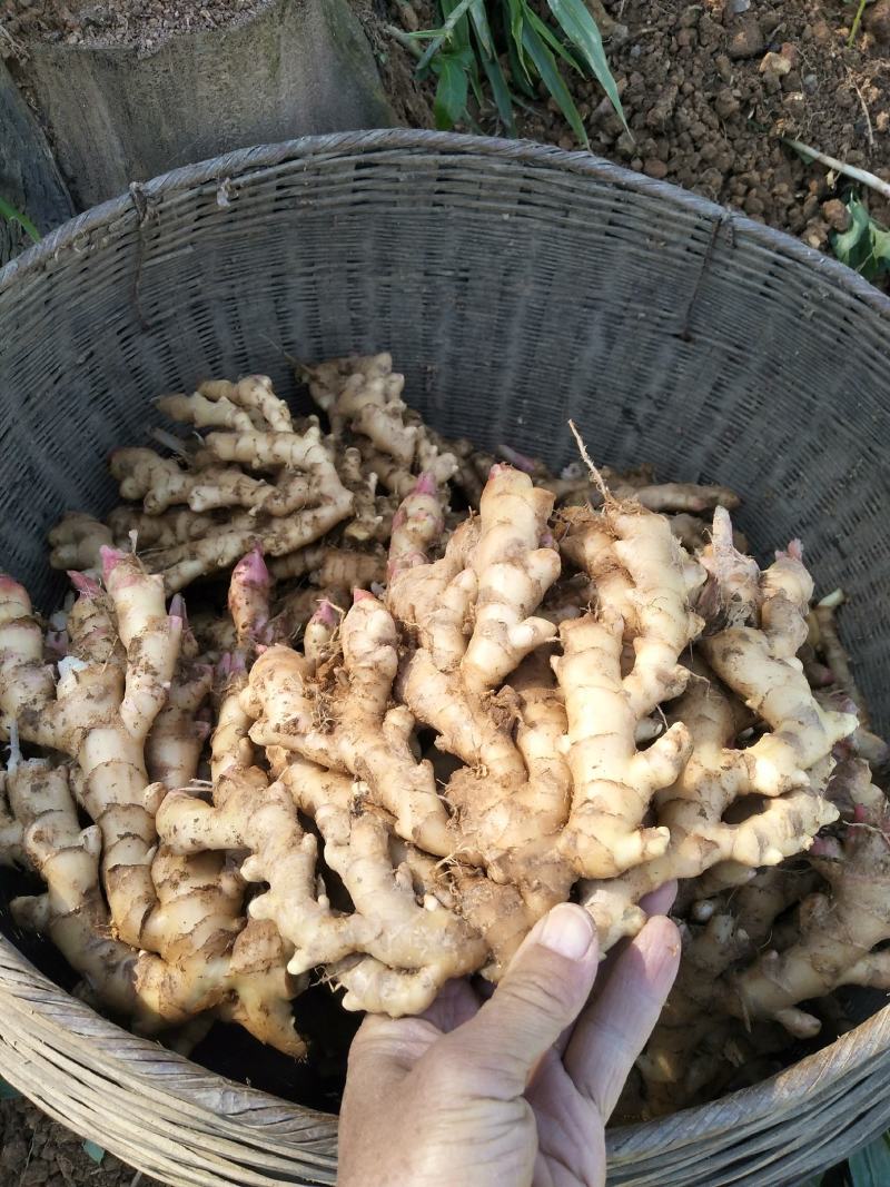 广西柳州瑶山香辣火姜，新老姜20年