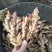 广西柳州瑶山香辣火姜，新老姜20年
