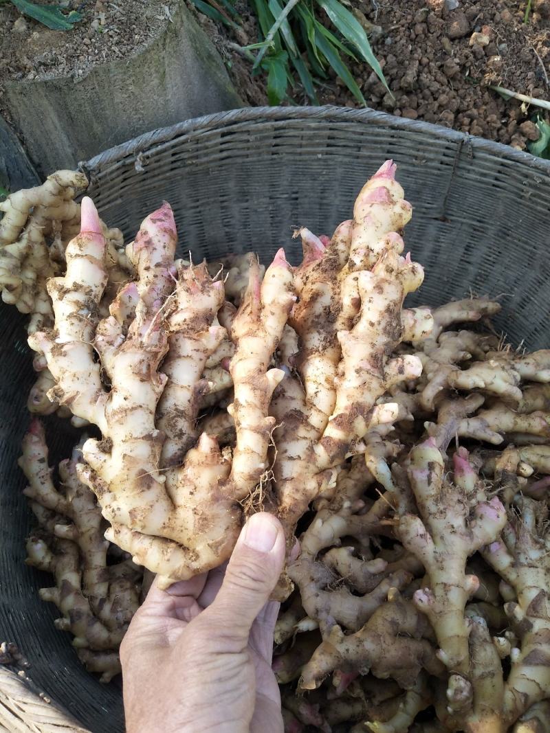 广西柳州瑶山香辣火姜，新老姜20年