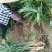 广西柳州瑶山香辣火姜，新老姜20年