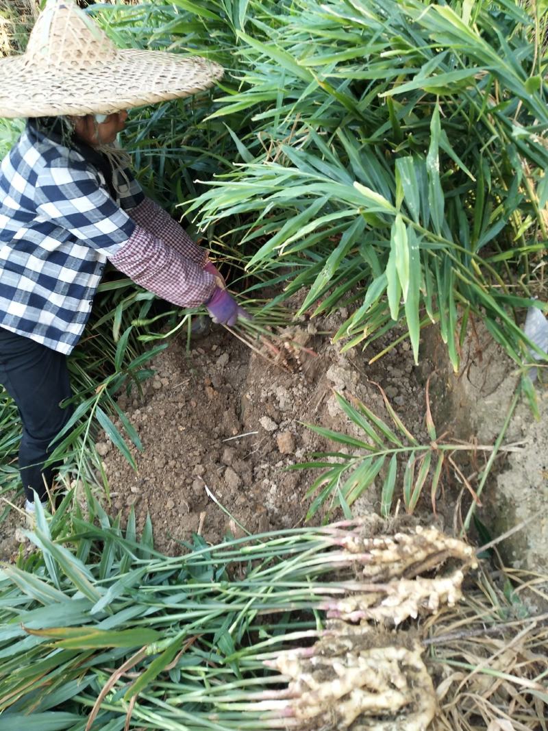 广西柳州瑶山香辣火姜，新老姜20年
