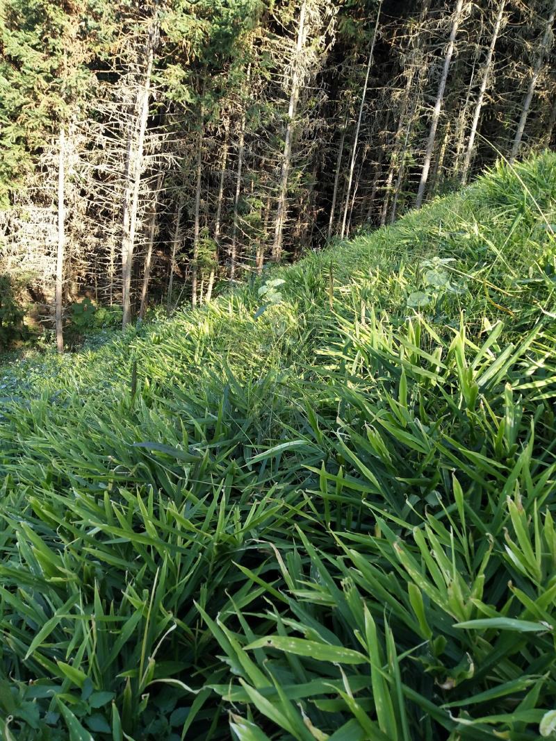 广西柳州瑶山香辣火姜，新老姜20年