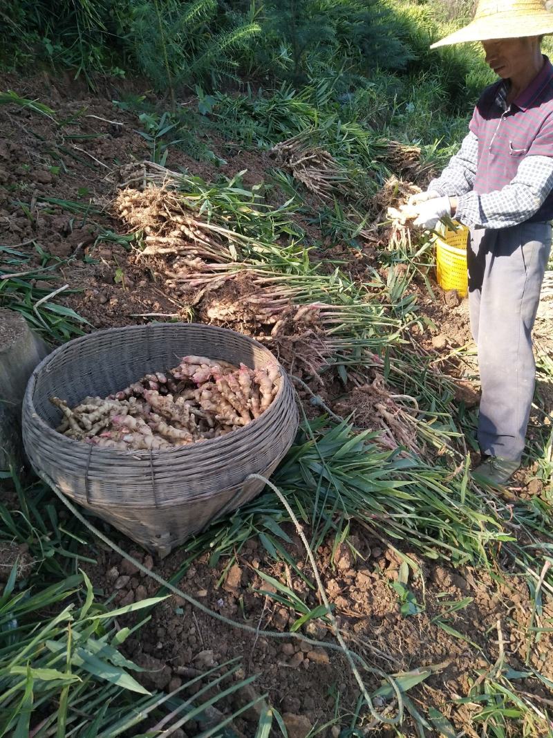 广西柳州瑶山香辣火姜，新老姜20年