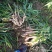 广西柳州瑶山香辣火姜，新老姜20年