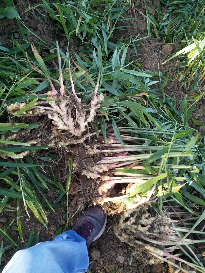 广西柳州瑶山香辣火姜，新老姜20年