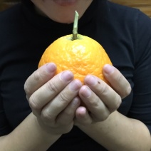 红美人爱媛28号柑橘皇后