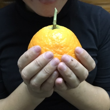 红美人爱媛28号柑橘皇后