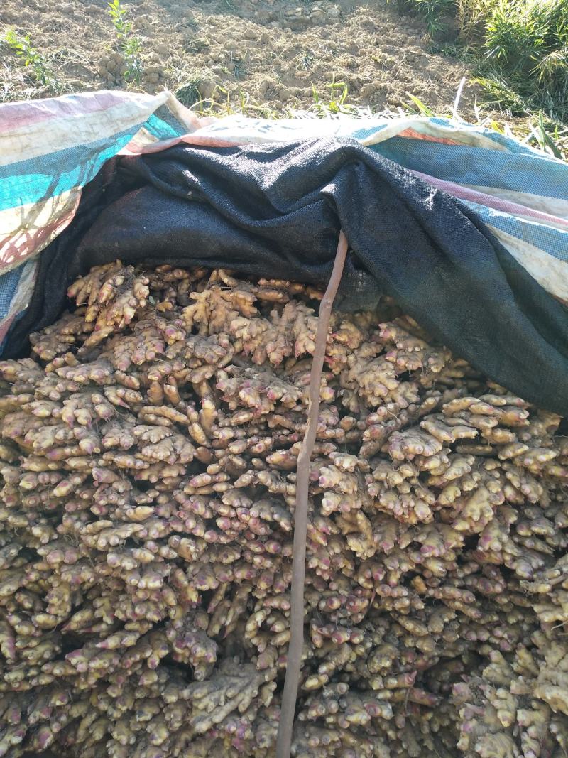 广西柳州瑶山大黄姜，老姜