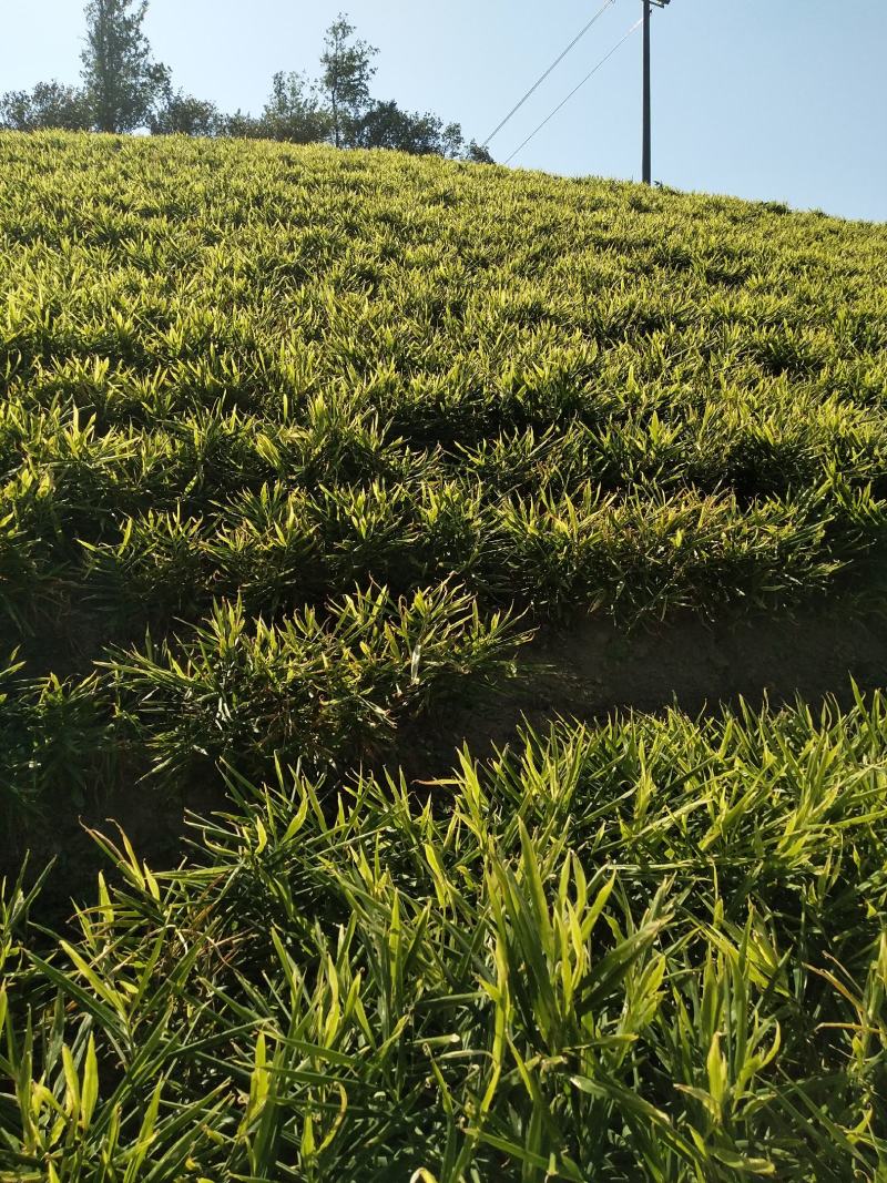 广西柳州瑶山大黄姜，老姜