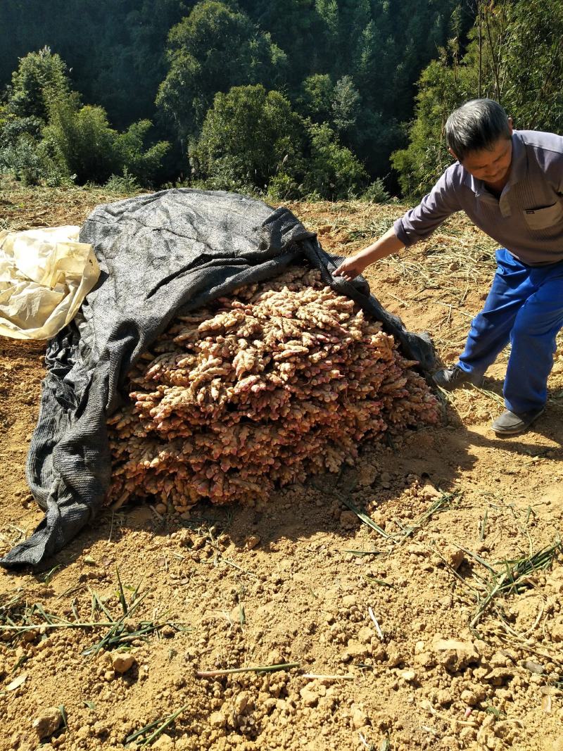 广西柳州瑶山大黄姜，老姜