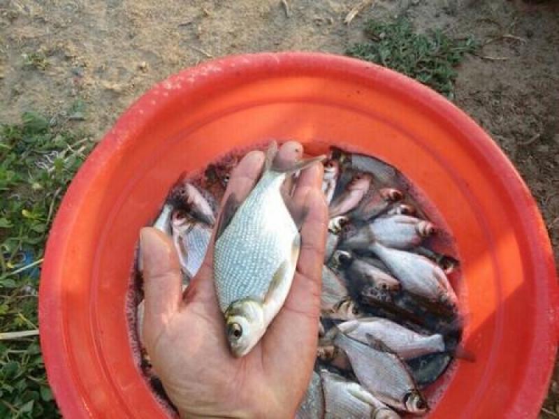 批发武昌鱼苗鳊鱼苗(团头鲂)水花，乌子，夏花