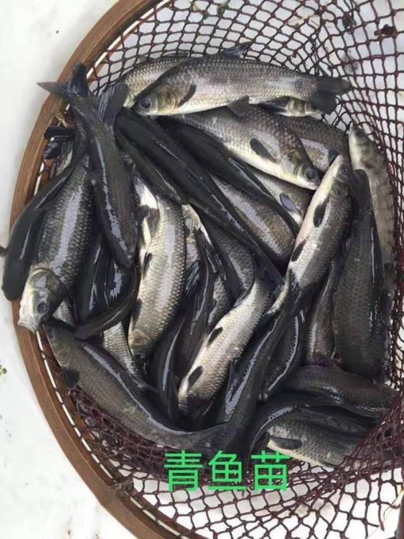鱼场直供青鱼苗，青鱼水花，青鱼夏花，螺丝青苗