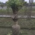 紫薇花瓶紫薇中国结紫薇福禄寿喜字紫薇围墙