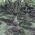 紫薇花瓶紫薇中国结紫薇福禄寿喜字紫薇围墙