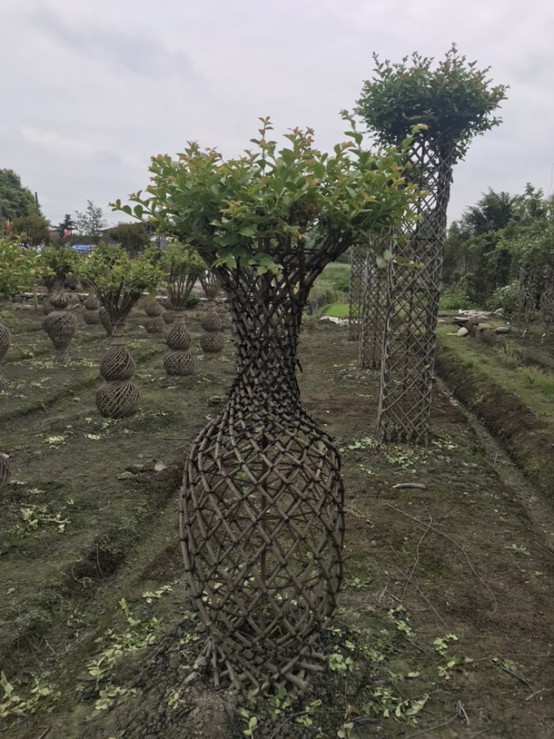 紫薇花瓶紫薇中国结紫薇福禄寿喜字紫薇围墙