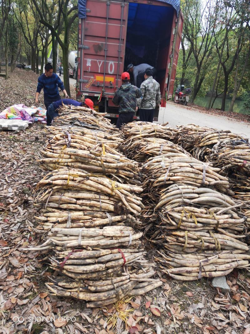绿景水生植物荷花苗颜色繁多厂家直销无中间商良心保证正品