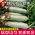 潍坊青萝卜，潍县水果萝卜，水果萝卜