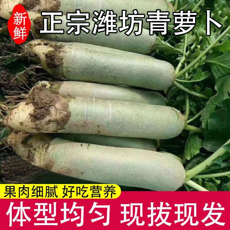 潍坊青萝卜，潍县水果萝卜，水果萝卜